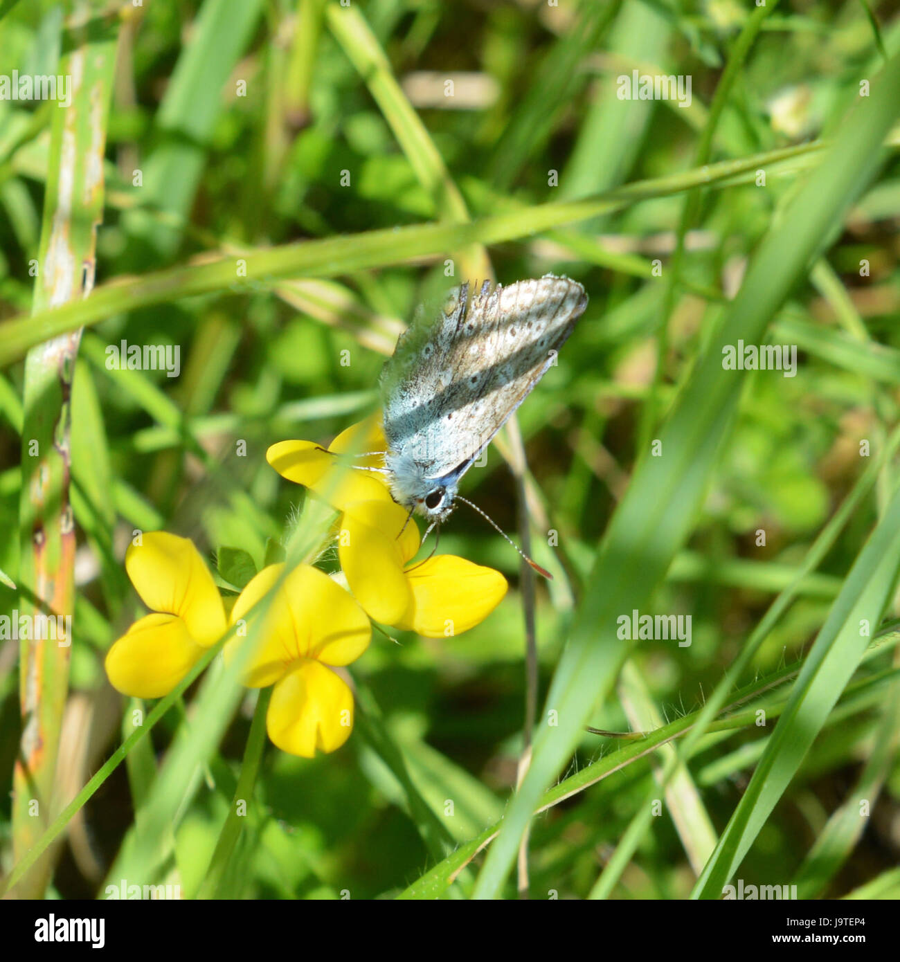 Regno Unito Meteo: Il caldo fa risaltare le farfalle su Reigate Hill, Surrey. Un Blue Butterfly poggia su fioritura veccia. Sabato 3 Giugno 2017. Foto: ©Lindsay Constable / Alamy Live News Foto Stock