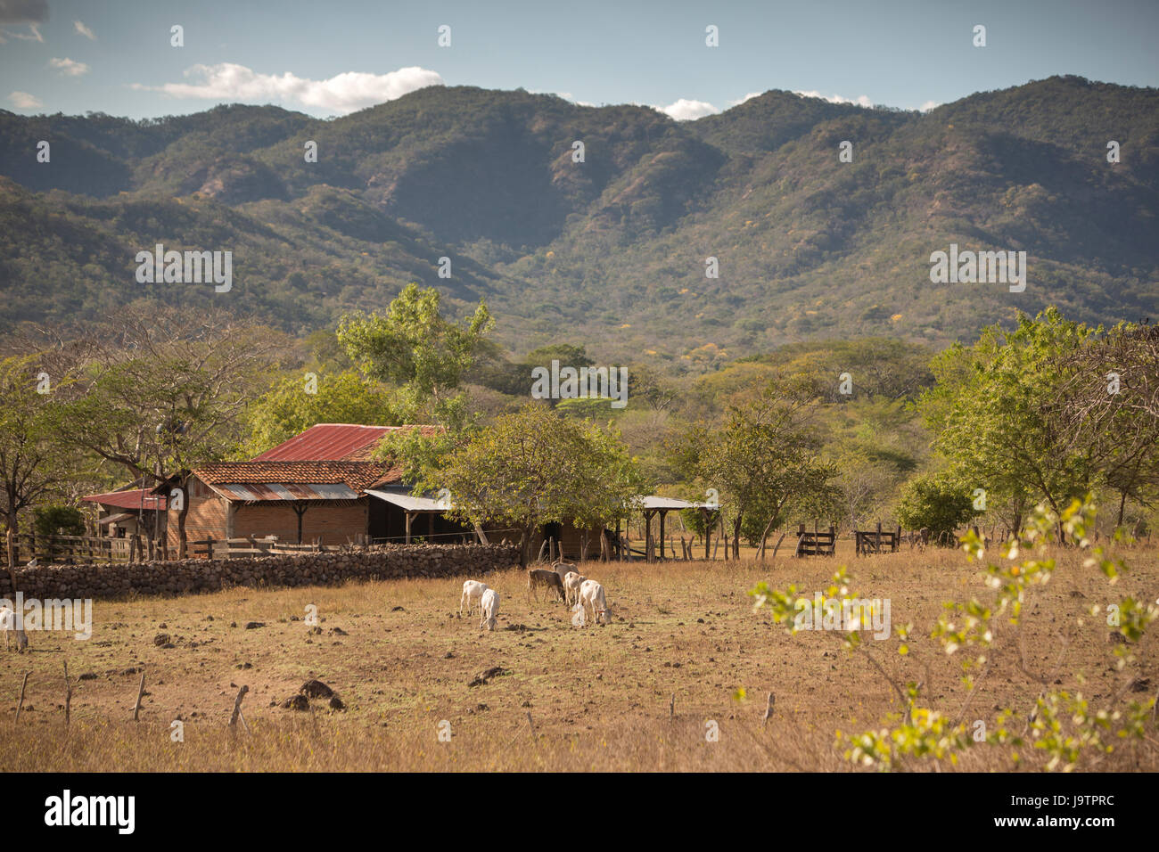 Colline salire al di sopra di fattorie in El Sauce comune, Léon Reparto, Nicaragua. Foto Stock