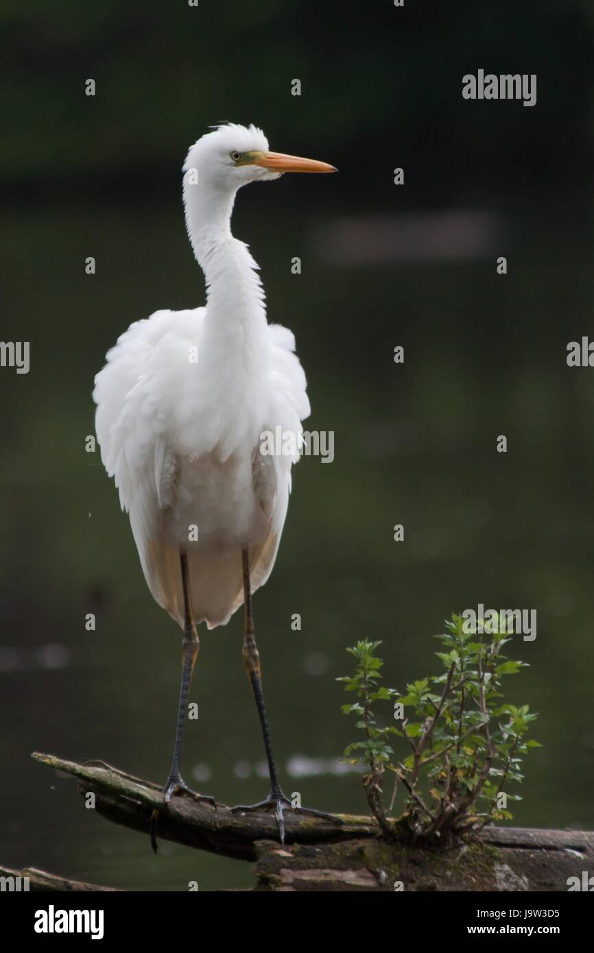 Minaccia, da soli, solitario, Lone Wolf, minaccia, da soli, solitario, albus, Ardeidi Foto Stock