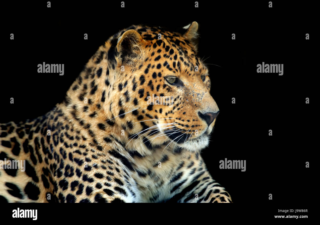 Close up wild leopard su sfondo scuro Foto Stock
