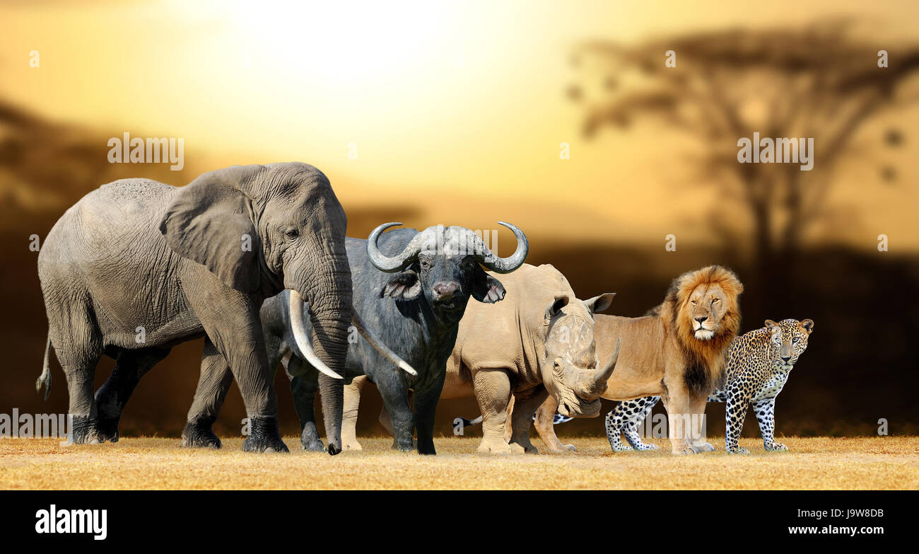 Cinque grandi africa - Lion, elefante, Leopard, bufali e rinoceronti Foto Stock