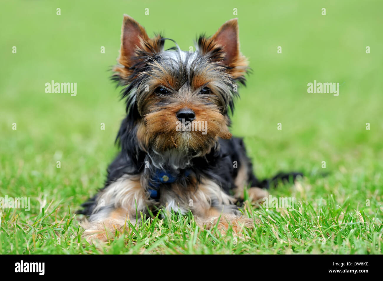 Chiudere lo Yorkshire Terrier cane in estate verde erba Foto Stock