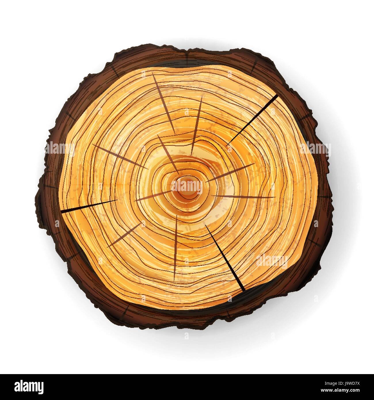 Sezione trasversale della struttura di un moncone di legno vettore. Taglio  rotondo anelli annuali Immagine e Vettoriale - Alamy