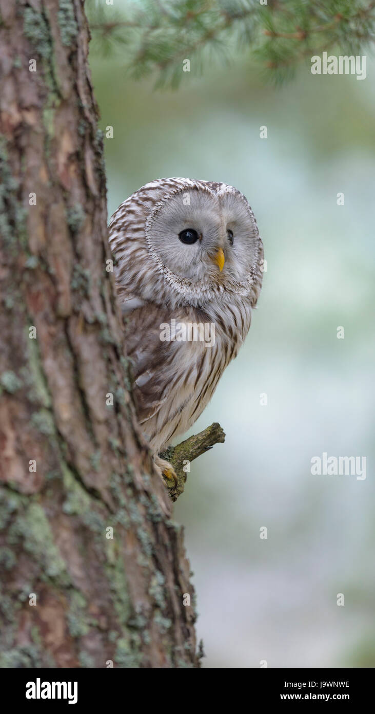 Ural Allocco (Strix uralensis), seduta sul tronco di pino, foresta Boema, Repubblica Ceca Foto Stock