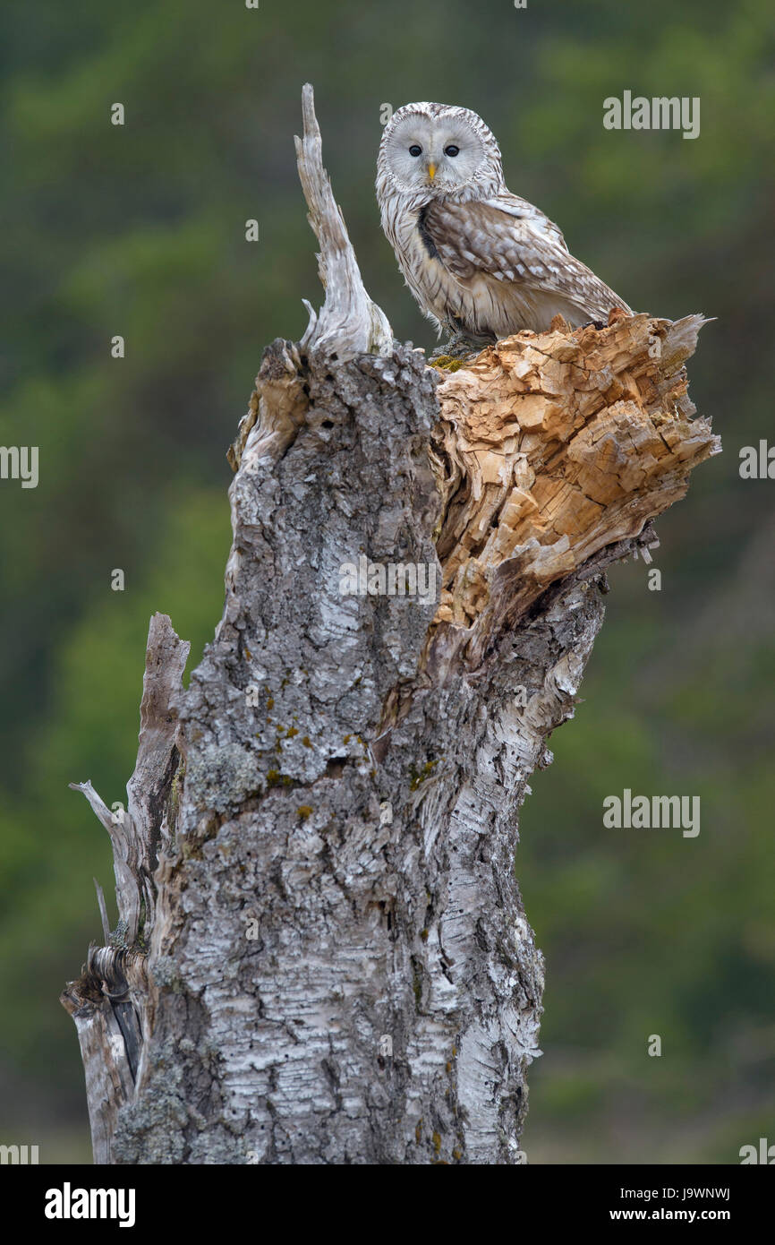 Ural Allocco (Strix uralensis), seduta sul vecchio tronco di betulla, foresta Boema, Repubblica Ceca Foto Stock