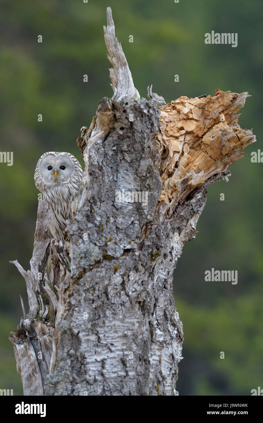 Ural Allocco (Strix uralensis), seduta sul vecchio tronco di betulla, foresta Boema, Repubblica Ceca Foto Stock