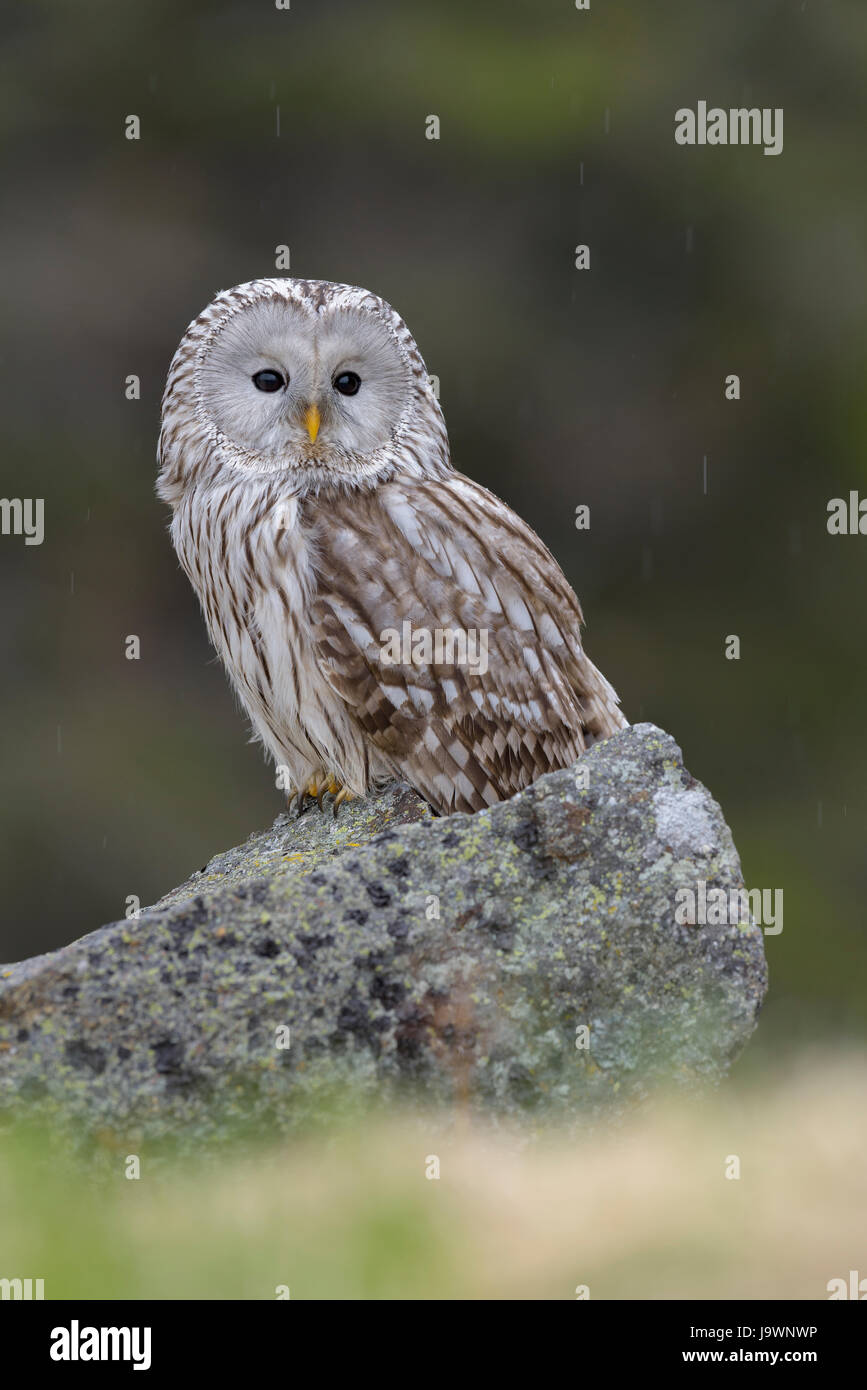 Ural Allocco (Strix uralensis), seduta su pietra, pioggia, foresta Boema, Repubblica Ceca Foto Stock