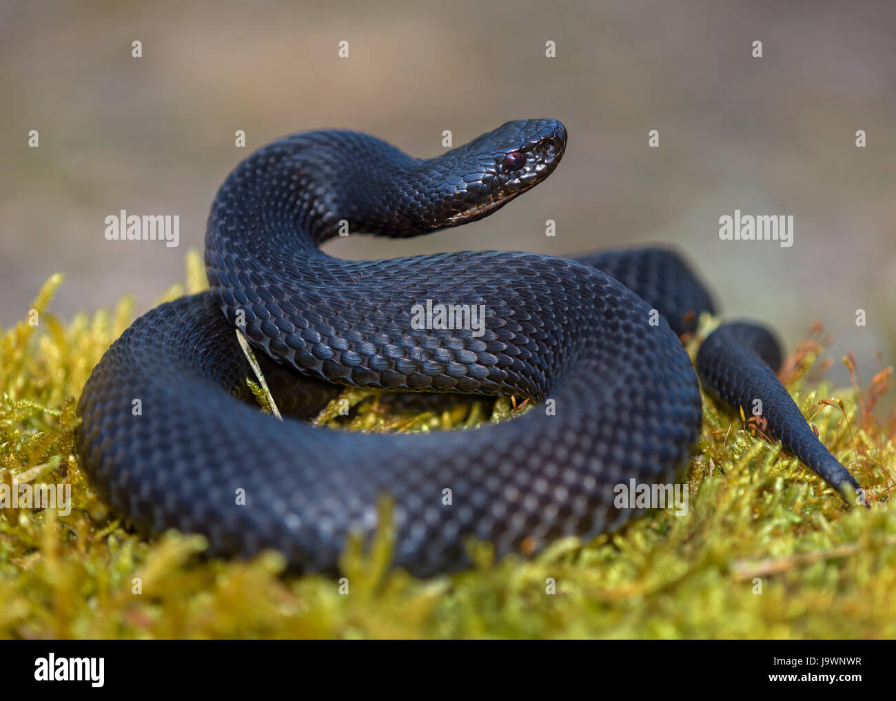 Politica europea comune in materia di Viper (Vipera berus), la politica europea comune in materia di sommatore, nero morph in posizione di attacco, Augsburg, Baviera, Germania Foto Stock