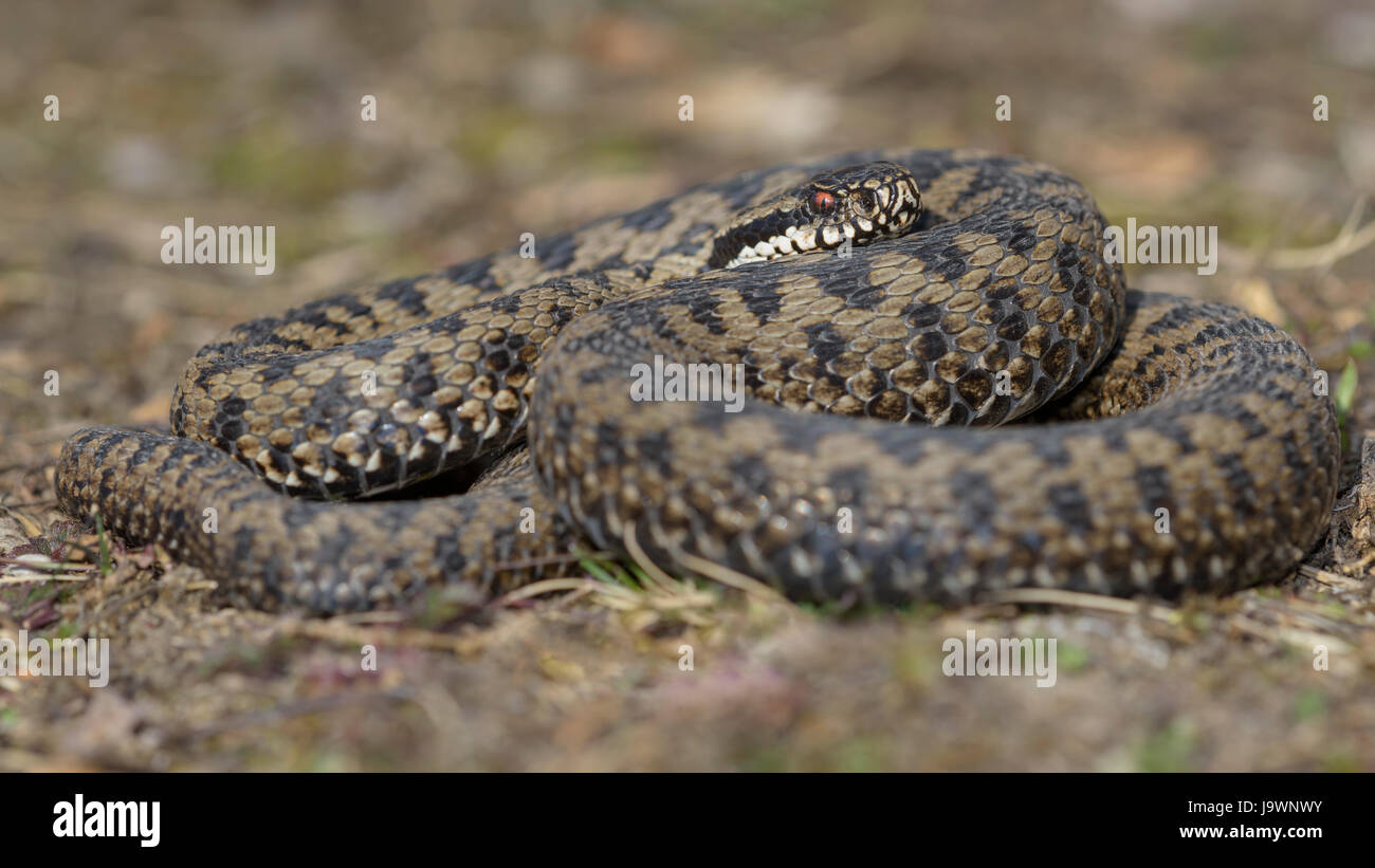 Politica europea comune in materia di Viper (Vipera berus), la politica europea comune in materia di sommatore, marrone morph in posizione di attacco, Augsburg, Baviera, Germania Foto Stock