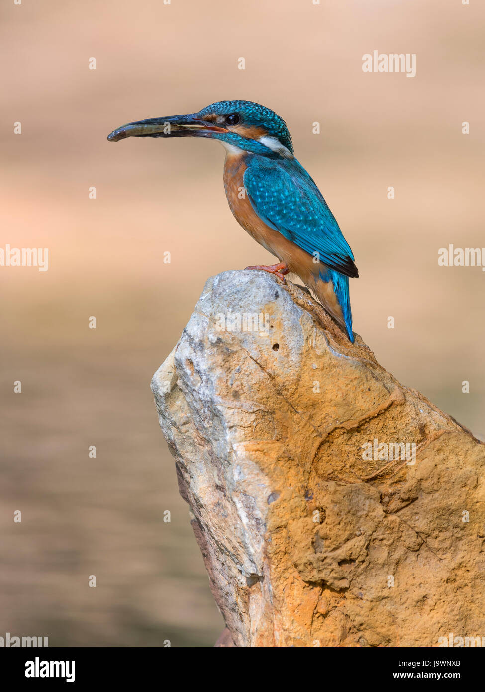 Common kingfisher (Alcedo atthis), seduto su una pietra con pesce catturato nel becco, Riserva della Biosfera Svevo Foto Stock