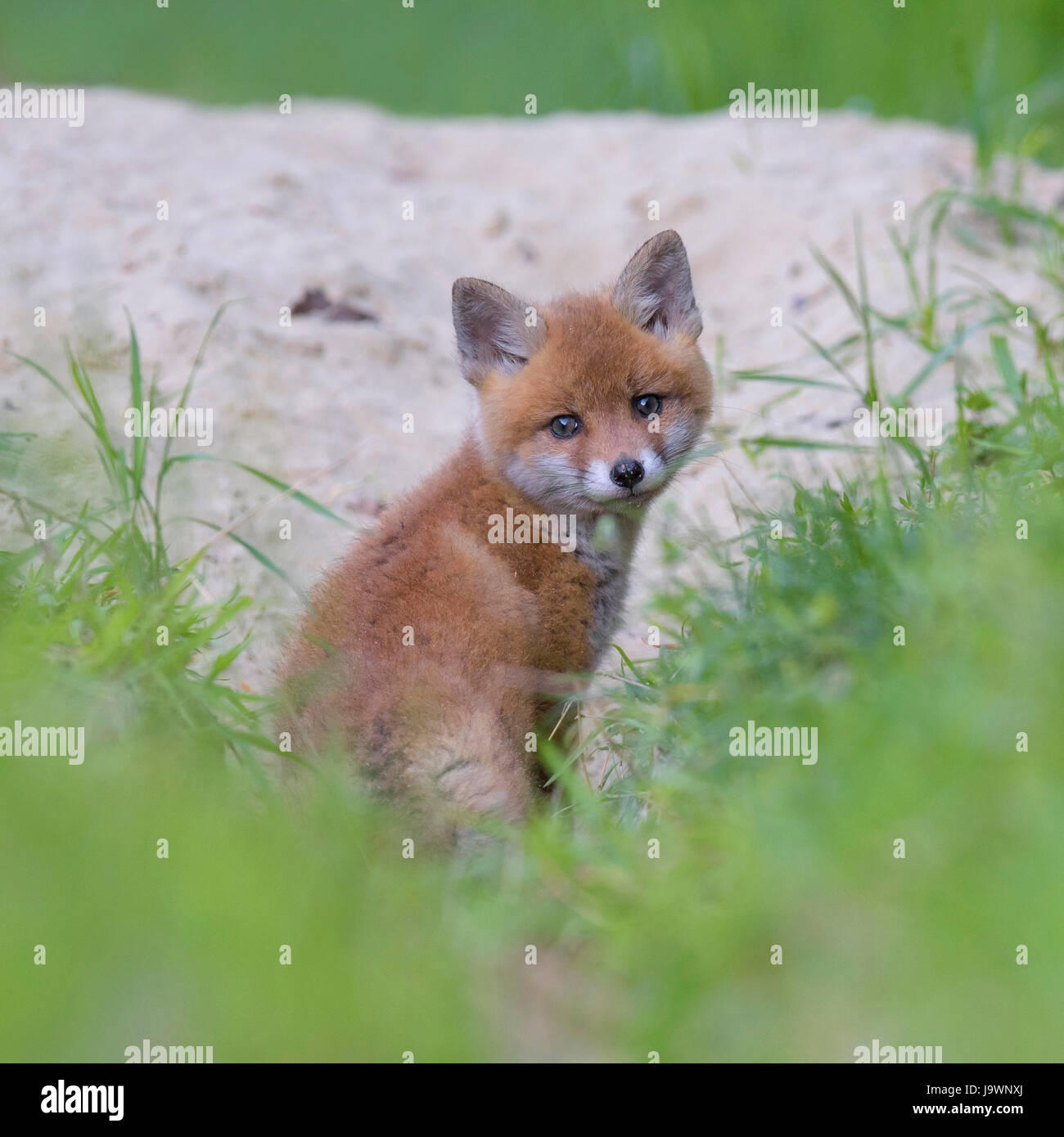 Red Fox (Vulpes vulpes vulpes), Fox cucciolo di fronte al burrow, Riserva della Biosfera Svevo, Baden-Württemberg, Germania Foto Stock