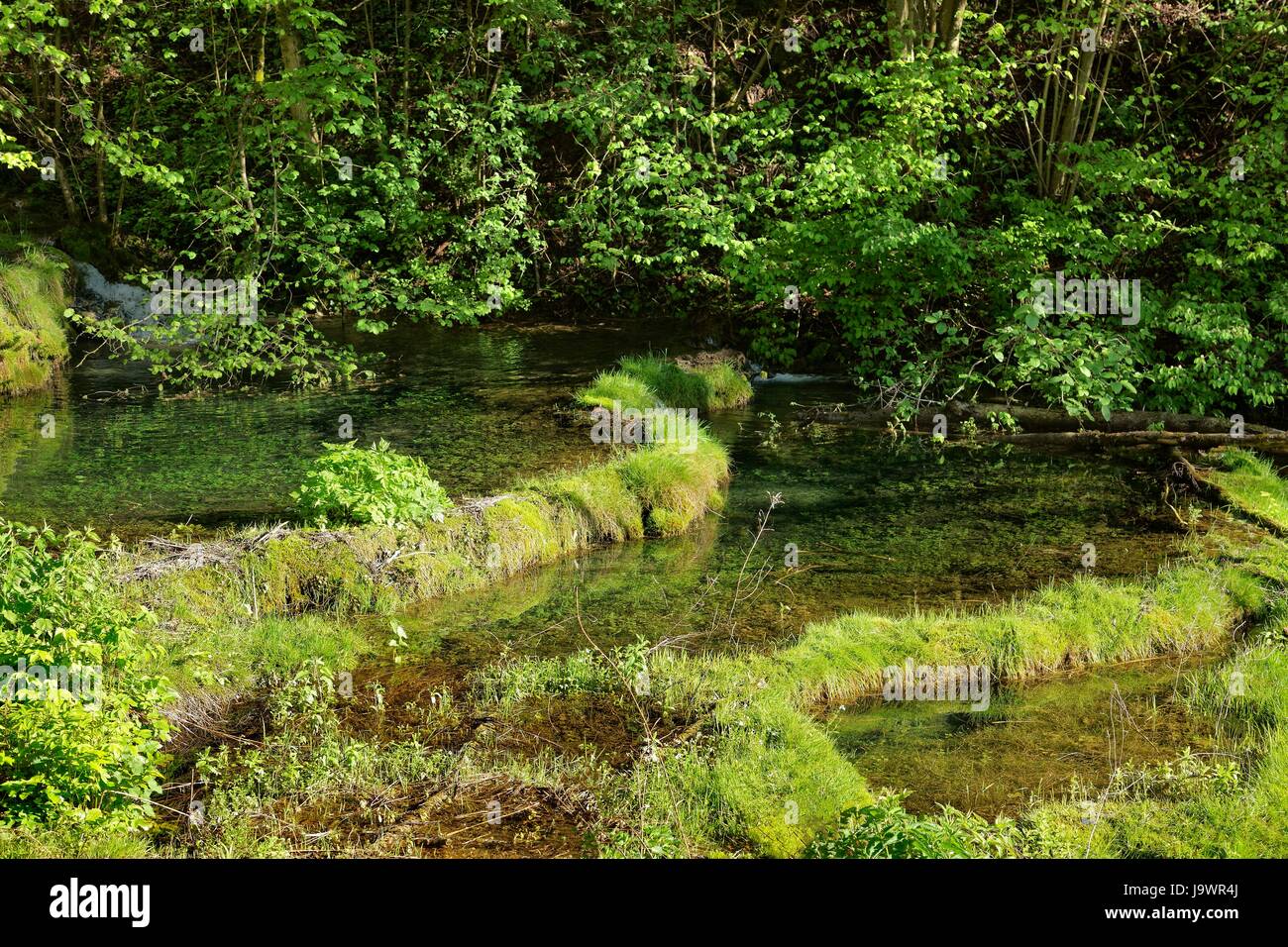 Terrazze di travertino, bacino, travertino creek nel monumento naturale Lillachtal, Weißenohe-Dorfhaus, Svizzera della Franconia Foto Stock