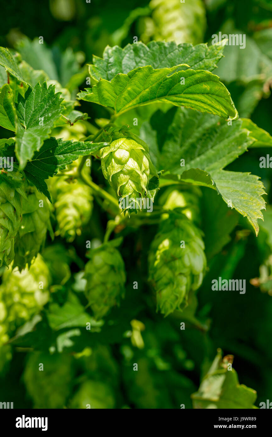 Luppolo (Humulus lupulus), ombrella, infiorescenza femminile, Pfaffenhofen, Hallertau, Holledau, Alta Baviera, Baviera, Germania Foto Stock