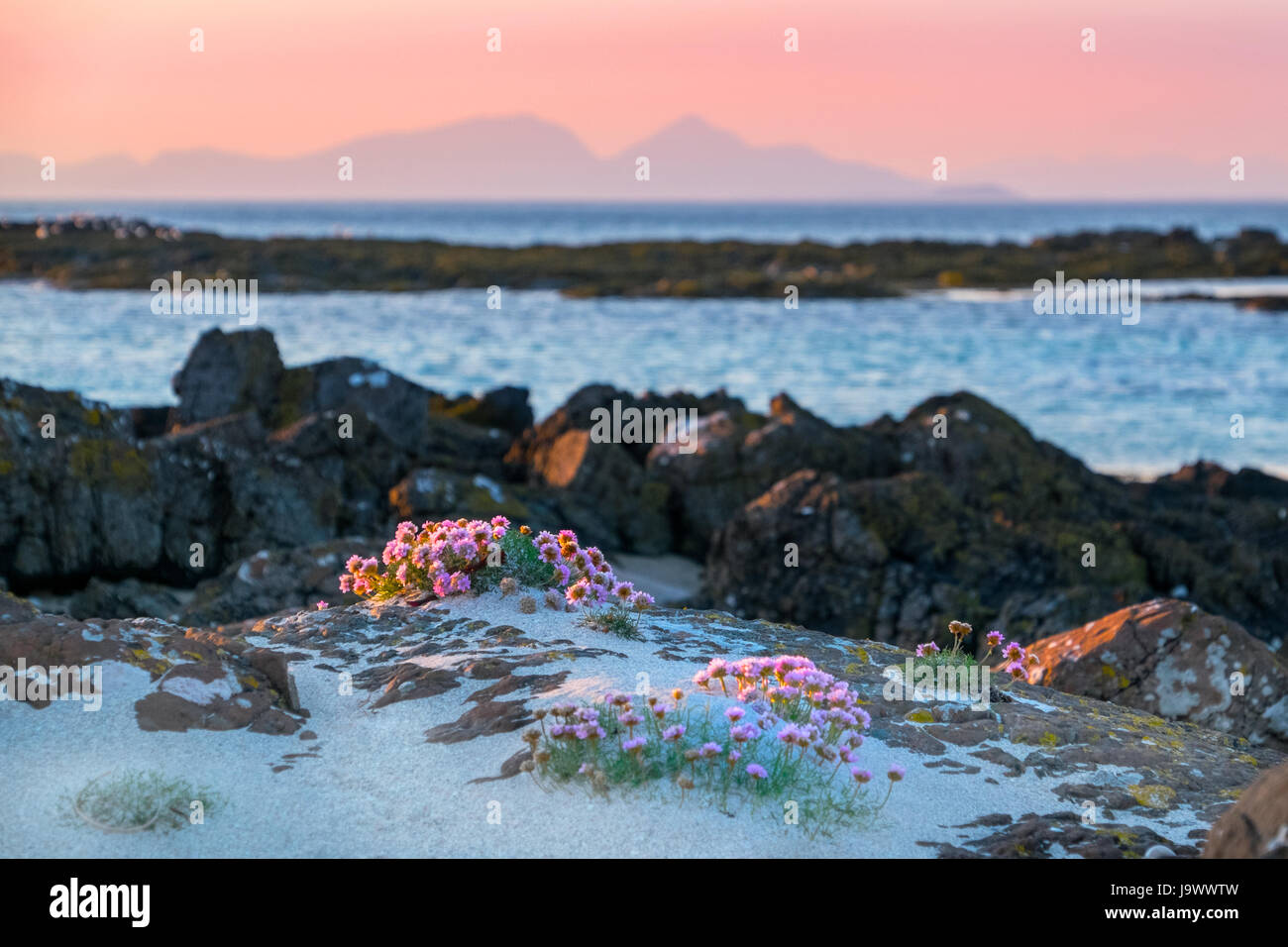 La parsimonia rosa sulla spiaggia di Langamull, Mull con le montagne di rum in distanza, Scozia Foto Stock