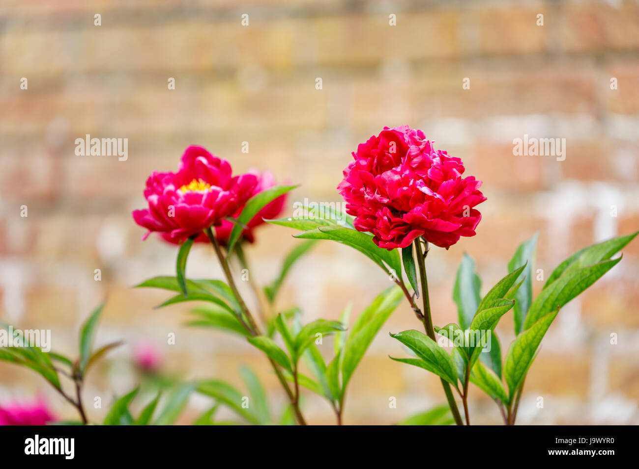 Peonie rosso (Paeonia lactiflora) crescendo contro un muro di mattoni in un inglese walled garden tarda primavera a inizio estate, Surrey, Inghilterra sudorientale, REGNO UNITO Foto Stock