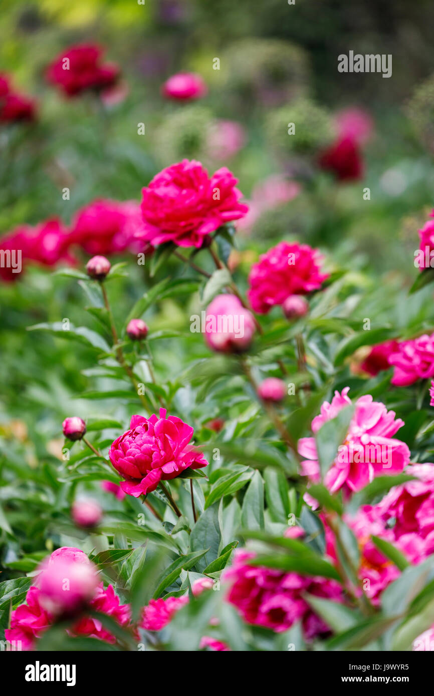 Rosa e Rosso di peonie (Paeonia lactiflora) cresce in un giardino inglese confine in tarda primavera e inizio estate, Surrey, sud-est dell'Inghilterra, Regno Unito Foto Stock