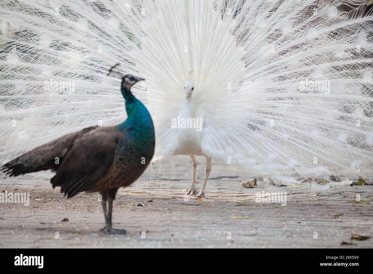 Peacock rituali di corteggiamento, peahen guarda al maschio Foto Stock