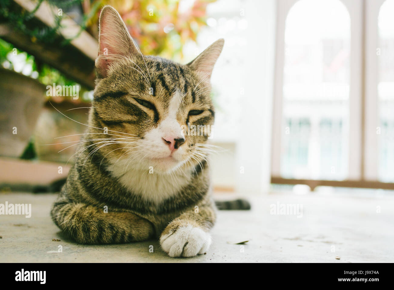 Squint cat Siediti sul pavimento Foto Stock