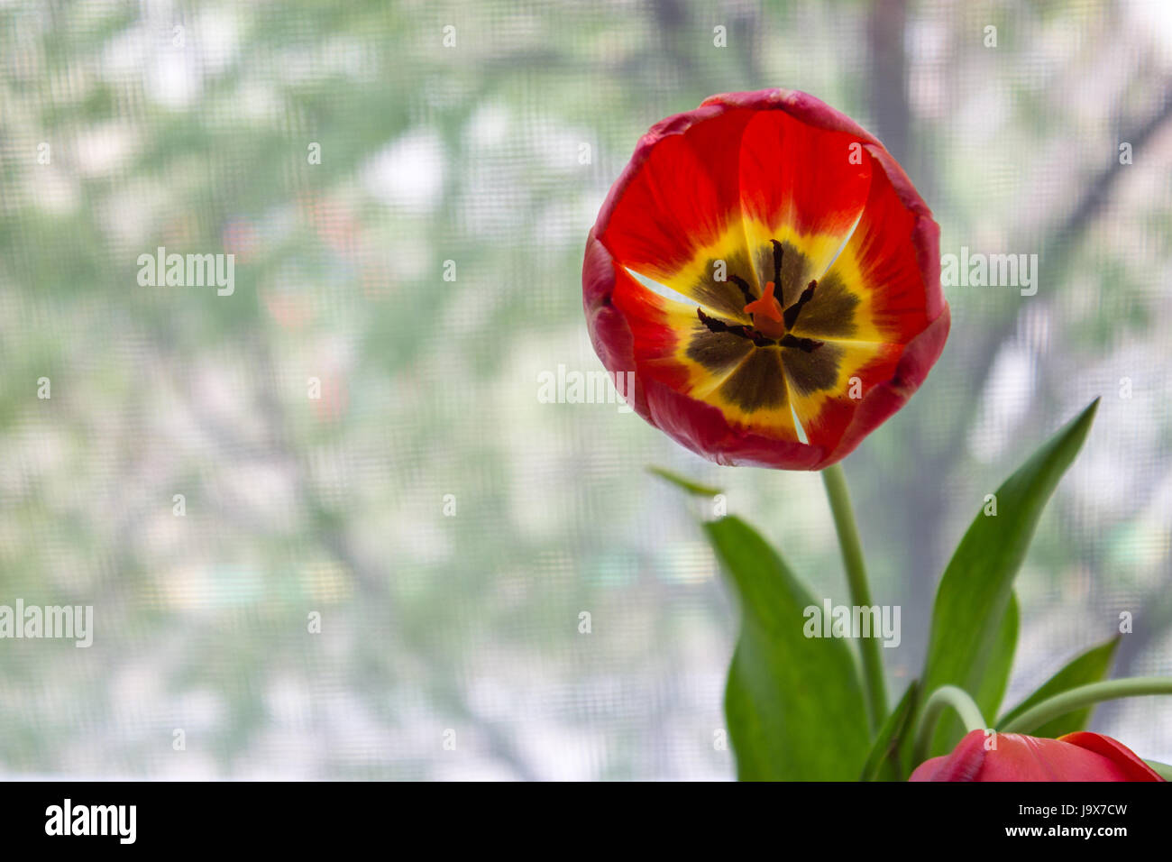 Uno rosso tulip su una luce sfondo sfocato. Foto Stock