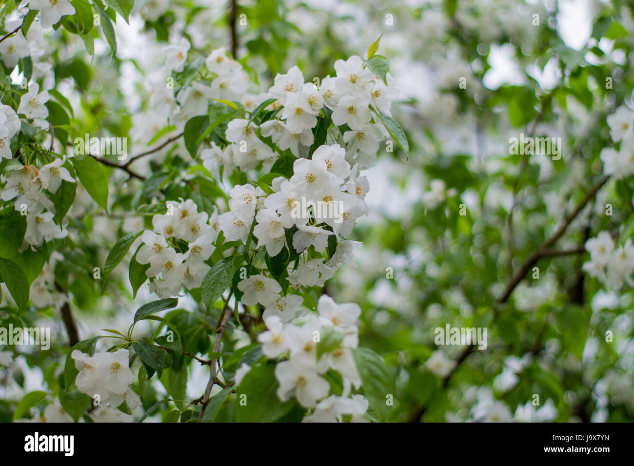 Il ramo di un albero con foglie verdi e fiori bianchi. Fioritura di melo. Foto Stock