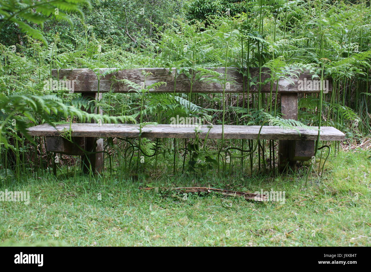 Sligo kilkenny foresta che è stata colpita in Sligo gli incendi boschivi nel 2017 - Sentieri bruciato e annerito alberi Foto Stock