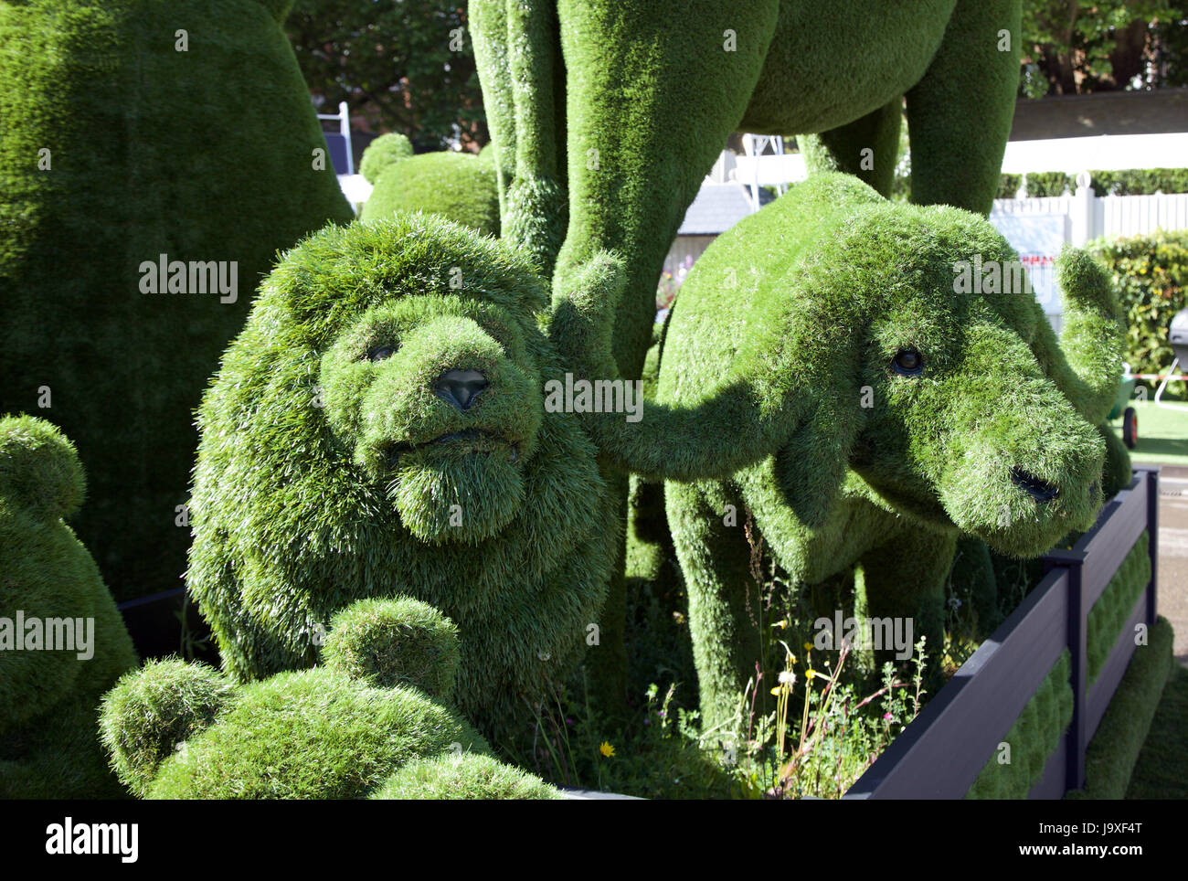 Modello lion e bufali rivestita in Easigrass erba artificiale sul commercio Easigrass stand ad RHS Chelsea Flowe Show 2017 Foto Stock Modello lion e bufali rivestita in Easigrass erba artificiale sul commercio Easigrass stand ad RHS Chelsea Flowe Show 2017 Foto Stock