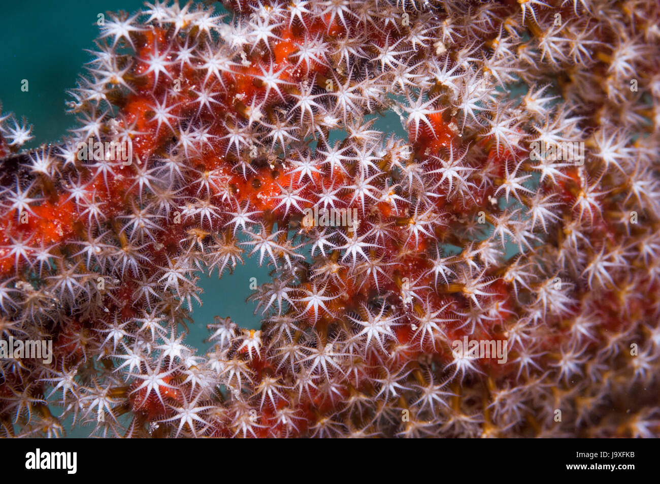 Corallo gorgonia [Acanthogorgia sp.]. Isole Similan, sul Mare delle Andamane, Thailandia. Foto Stock