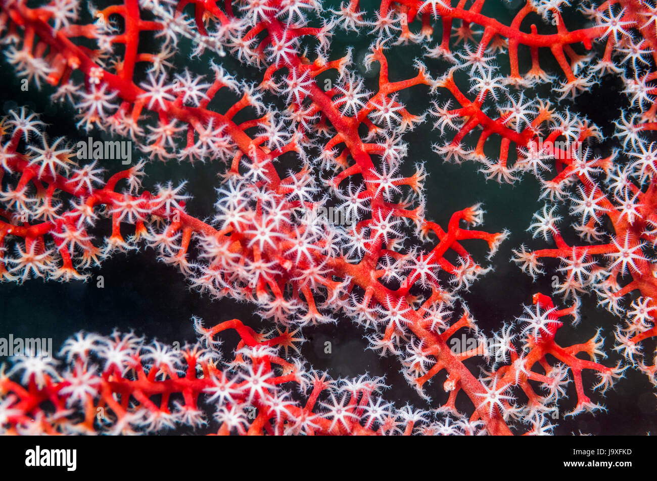 Corallo gorgonia [Acanthogorgia sp.]. Isole Similan, sul Mare delle Andamane, Thailandia. Foto Stock