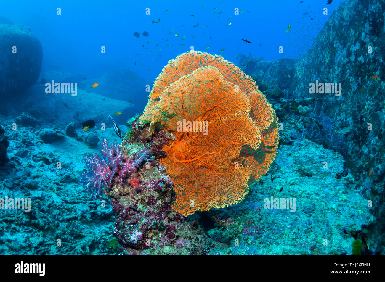 Gorgonia mare fan [Suberegorgia mollis] sui massi di granito. Isole Similan, sul Mare delle Andamane, Thailandia. Foto Stock