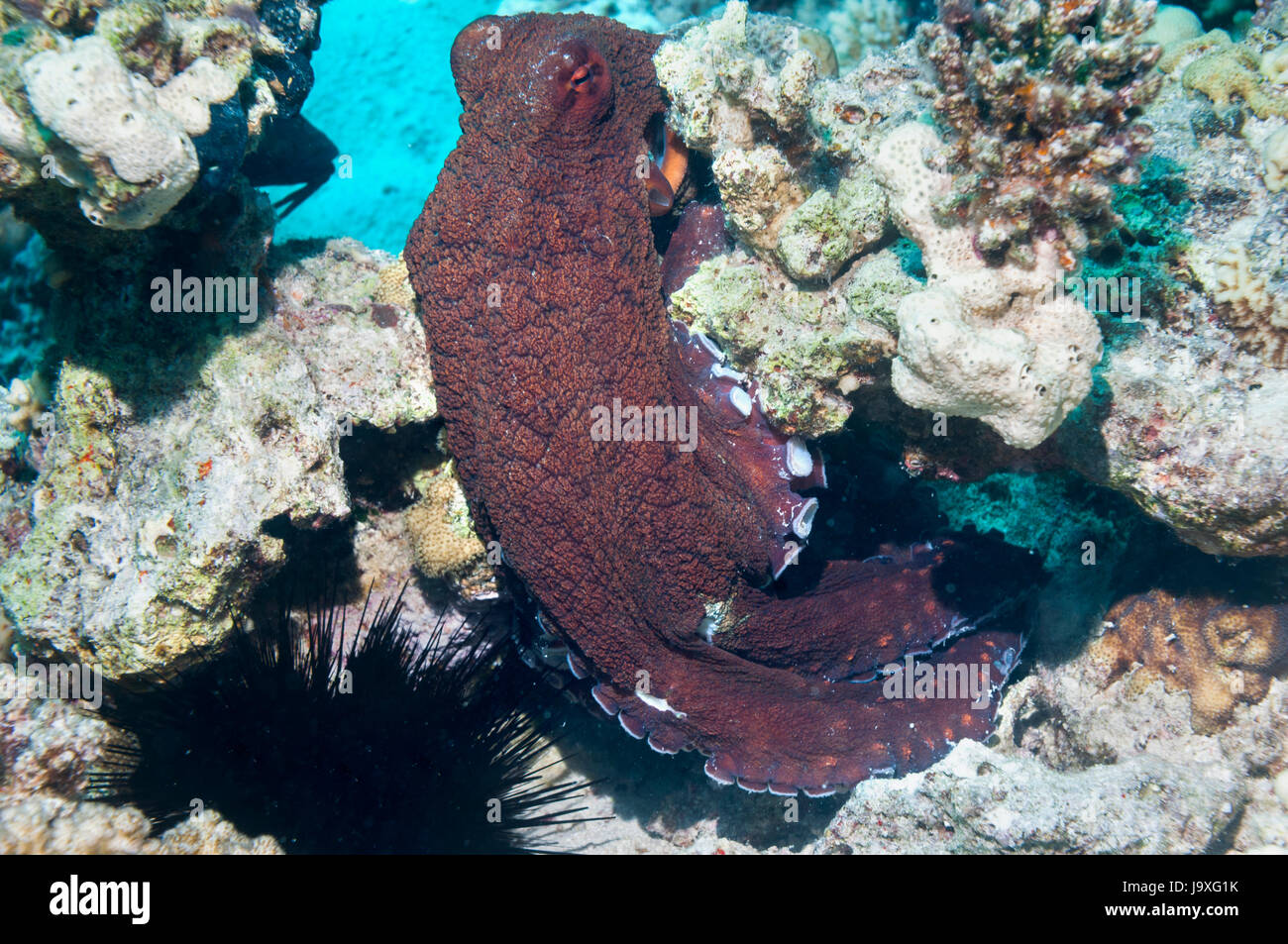 Reef octopus [Octopus cyanea]. Indonesia. Foto Stock