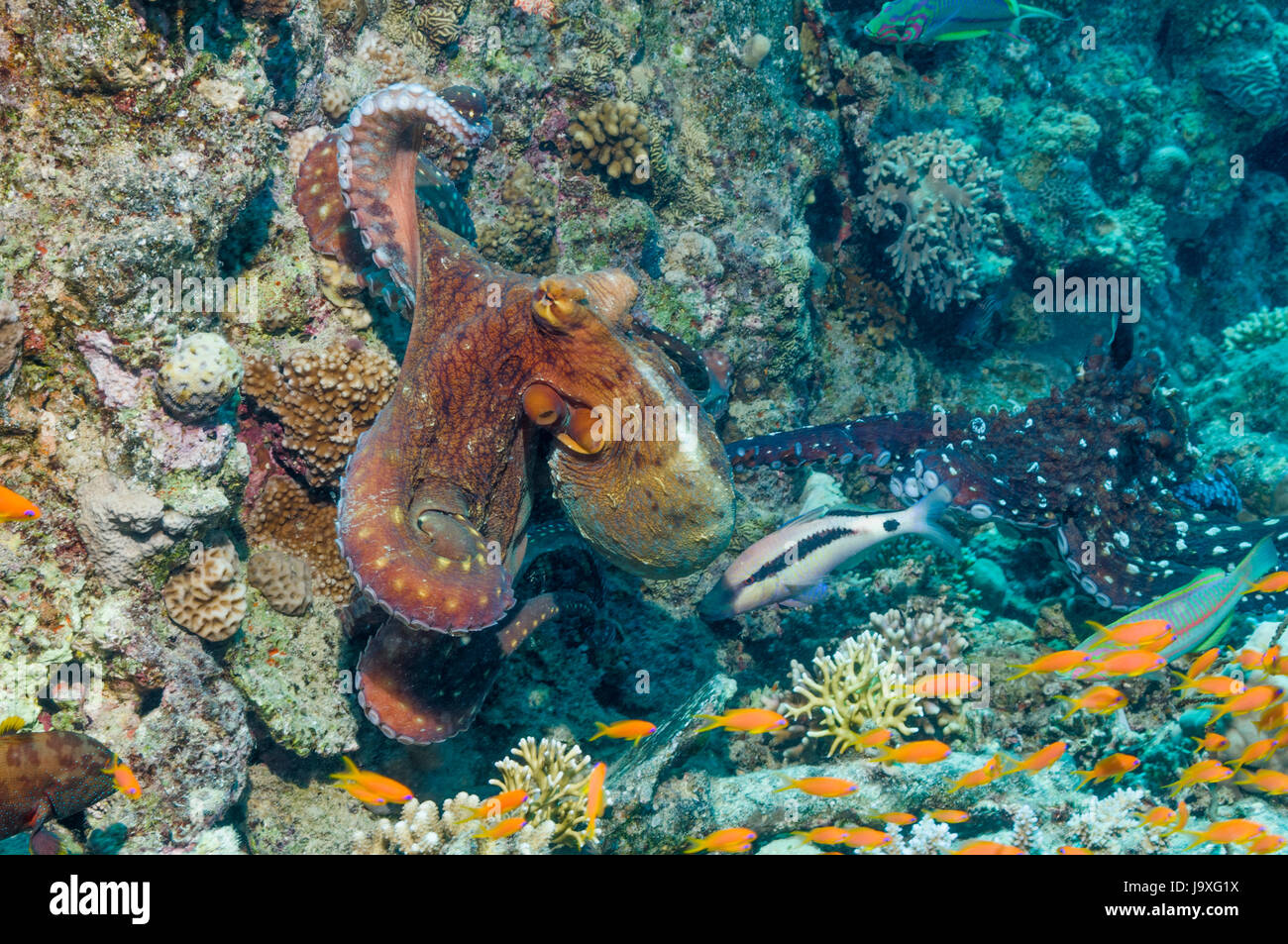 Coppia di Reef octopus [Octopus cyanea] accoppiamento, sul relitto. Egitto, Mar Rosso. Foto Stock
