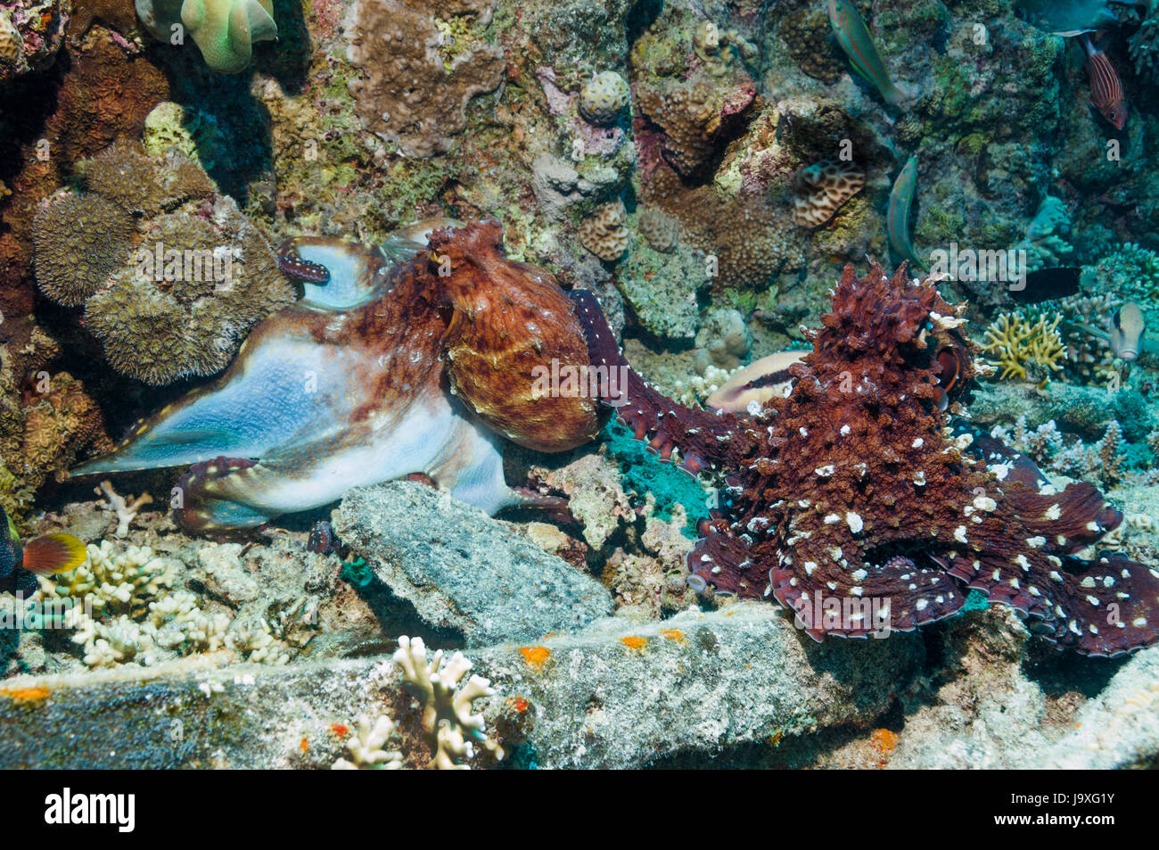 Coppia di Reef octopus [Octopus cyanea] accoppiamento, sul relitto. Egitto, Mar Rosso. Foto Stock