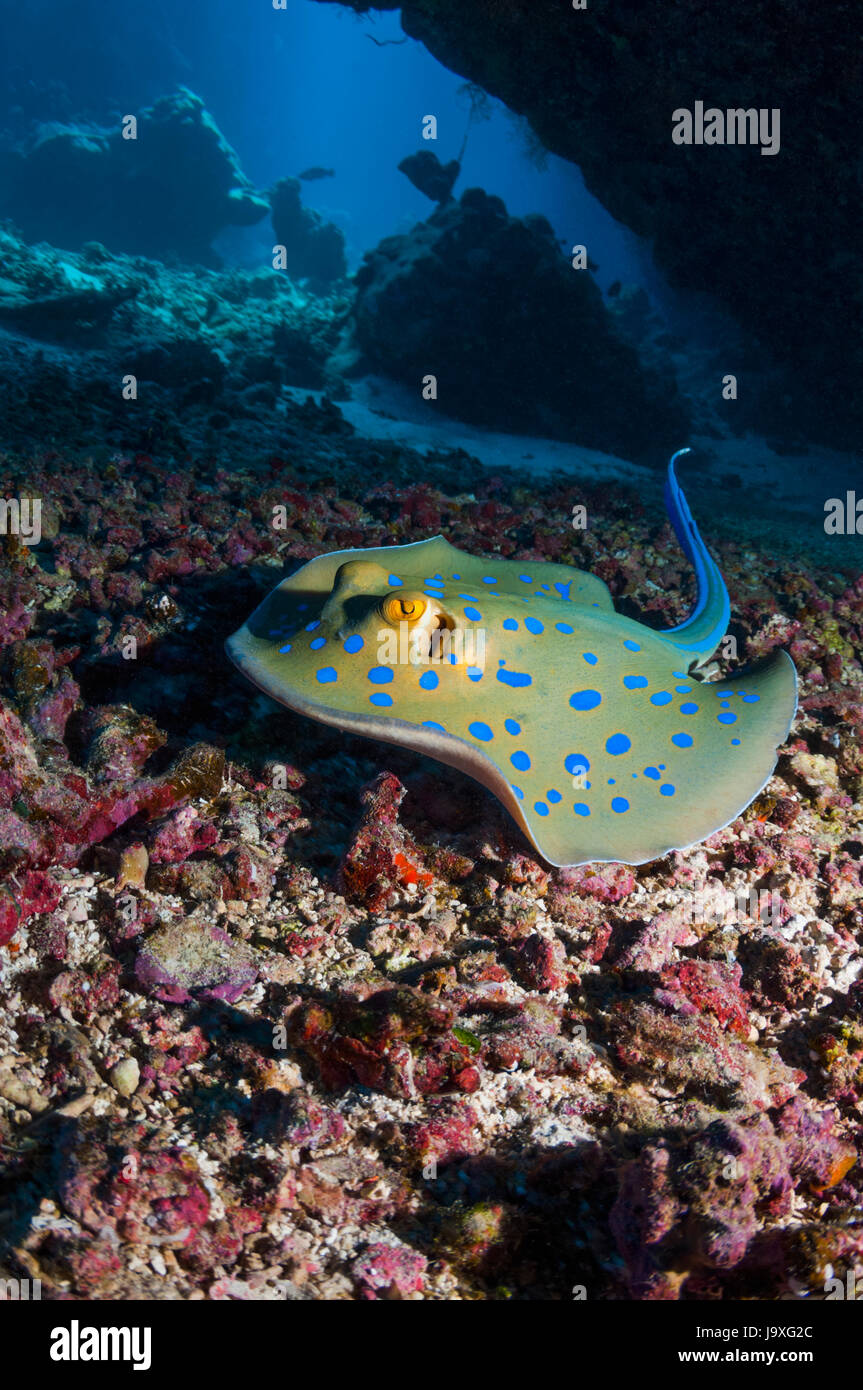 Nastro Bluespotted ray [Taeniura lymna]. Egitto, Mar Rosso. Foto Stock