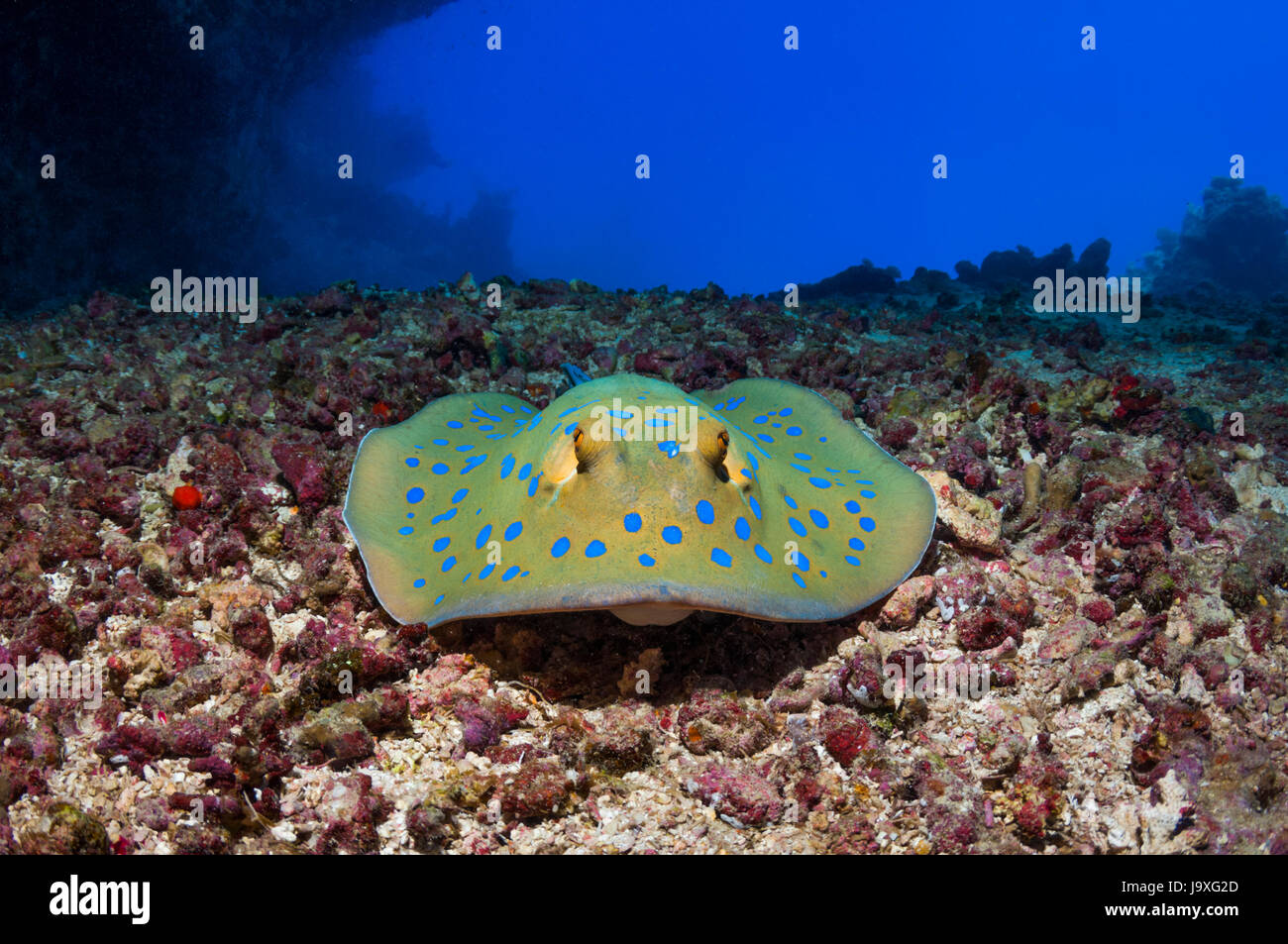 Nastro Bluespotted ray [Taeniura lymna]. Egitto, Mar Rosso. Foto Stock