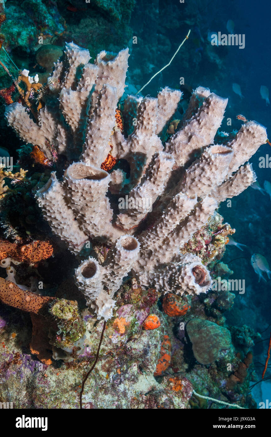 Vaso di ramificazione di spugna (Callyspongia vaginalis). Bonaire, Antille olandesi, dei Caraibi e Oceano Atlantico. Foto Stock