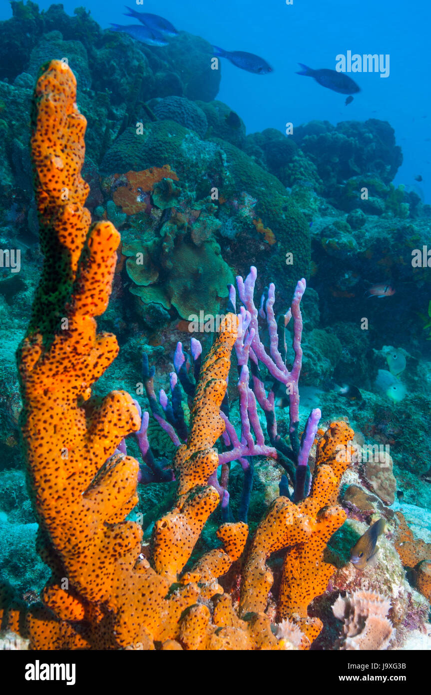 Tubo marrone (spugna Agelas conifera) e la fila dei pori spugna di corda (Aplysina cauliformis). Bonaire, Antille olandesi, dei Caraibi e Oceano Atlantico. Foto Stock