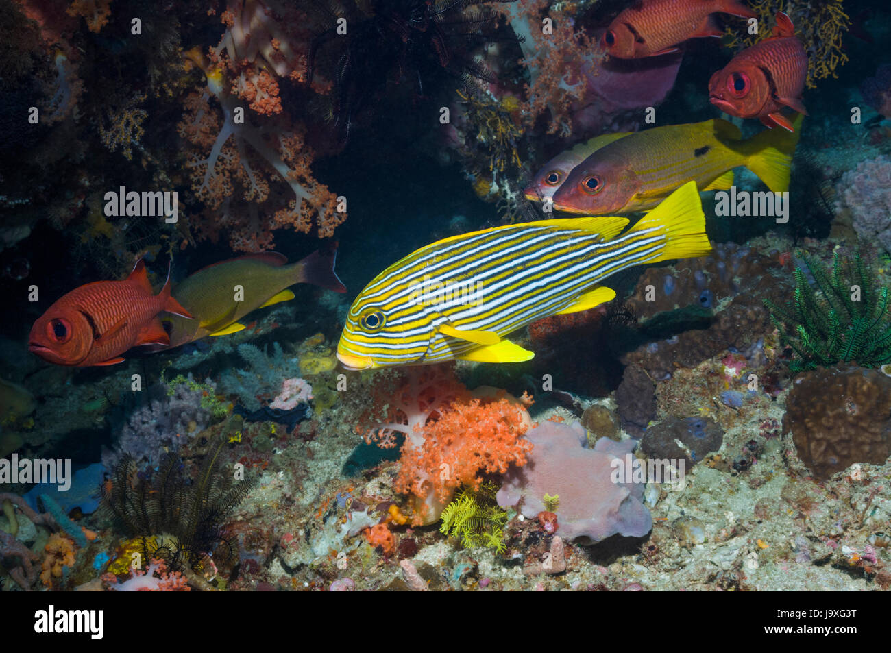 Nastro sweetlips [Plectorhinchus polytaenia]. Indonesia. Foto Stock