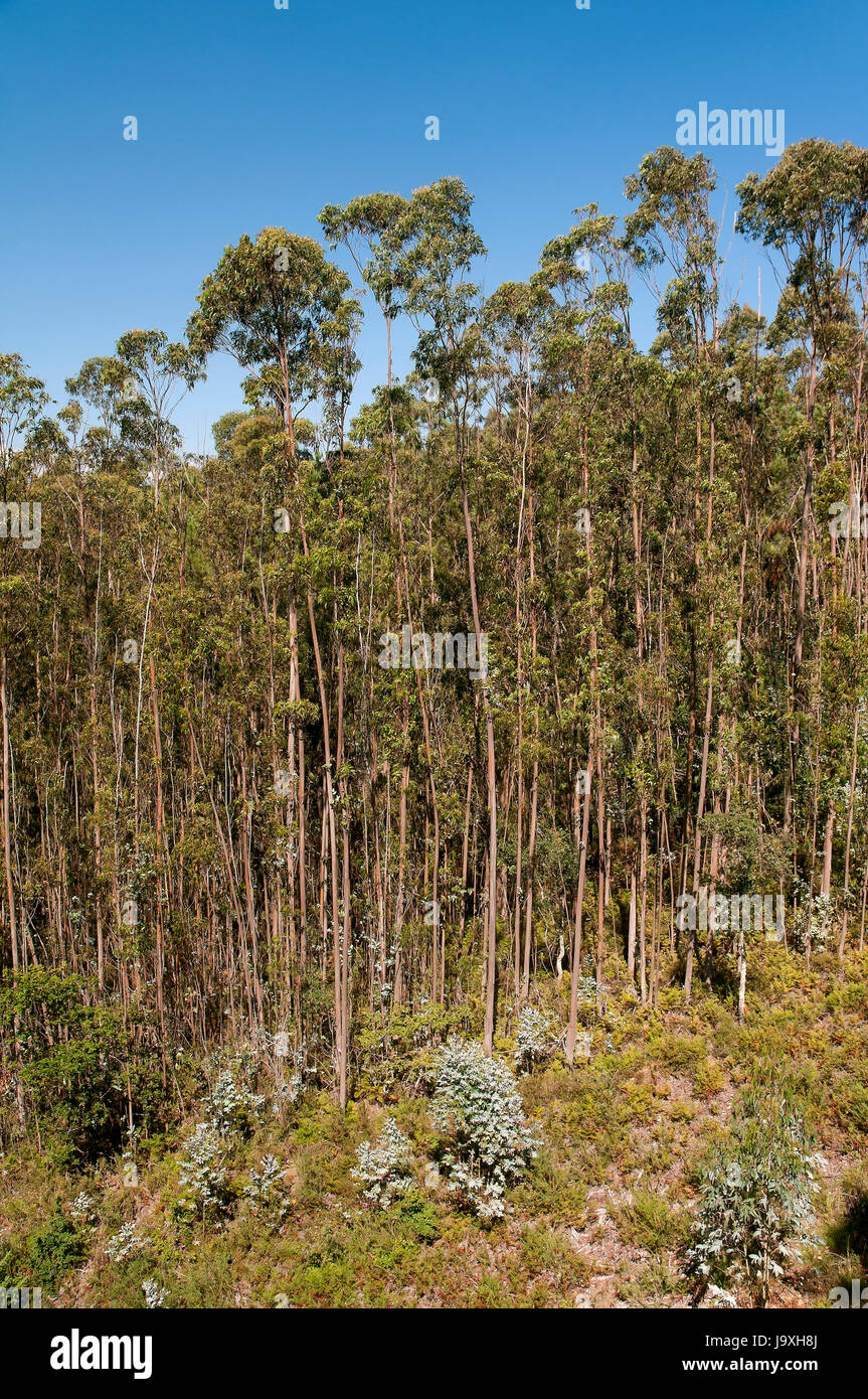 Foresta di eucalipti, Noia, La Coruna provincia, regione della Galizia, Spagna, Europa Foto Stock