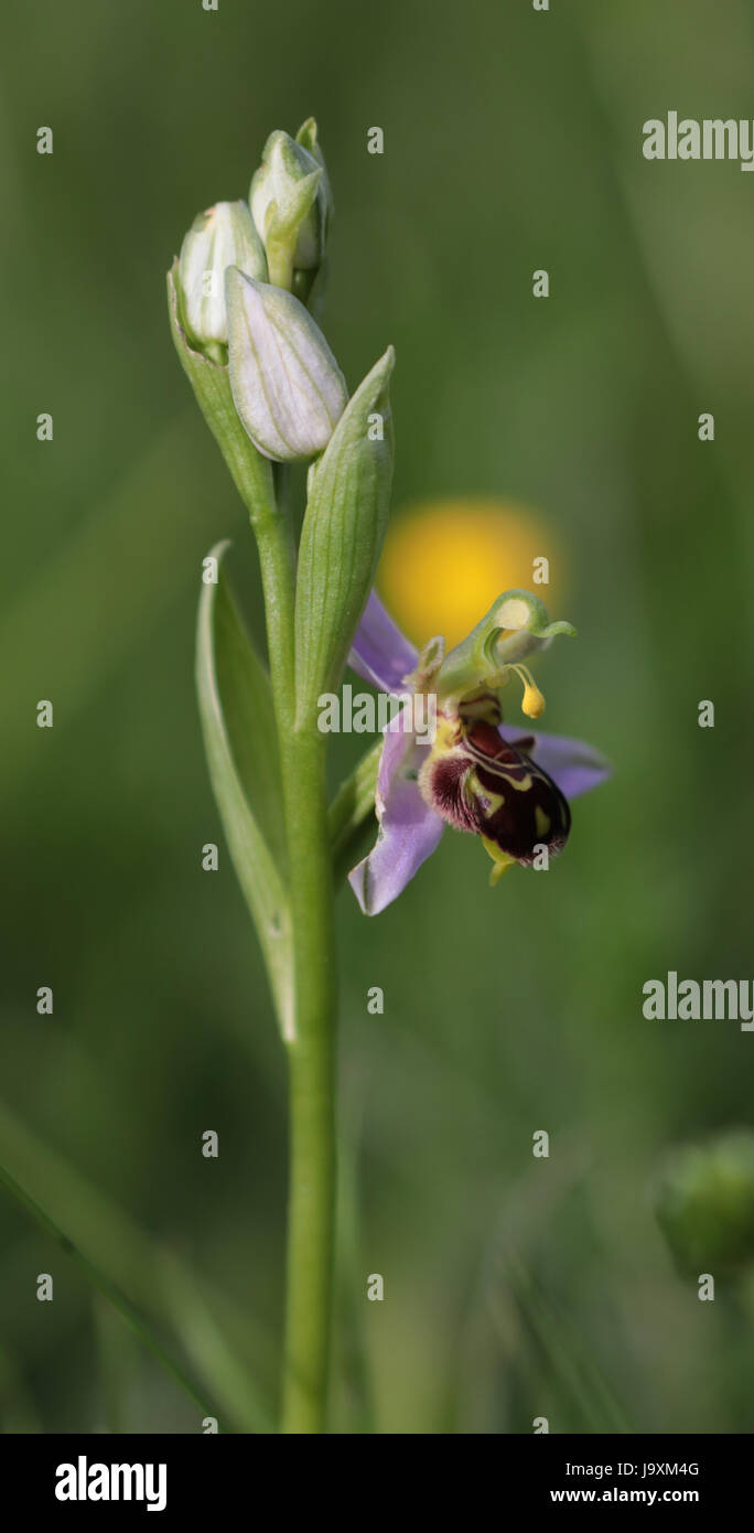 Bee Orchid Foto Stock