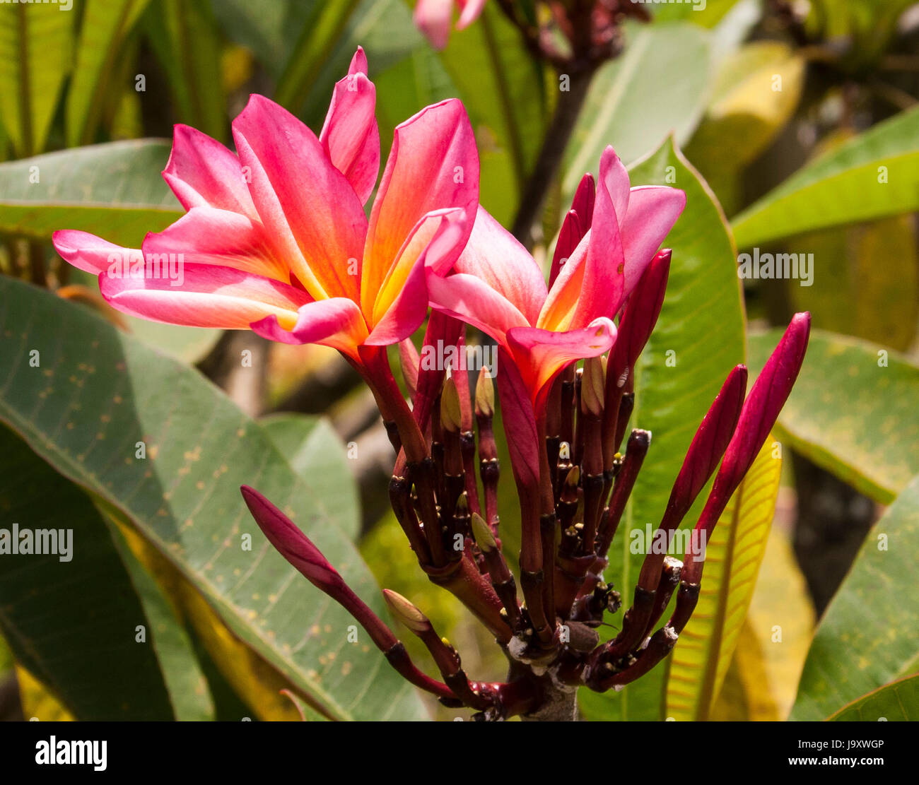 Plumeria pianta Foto Stock