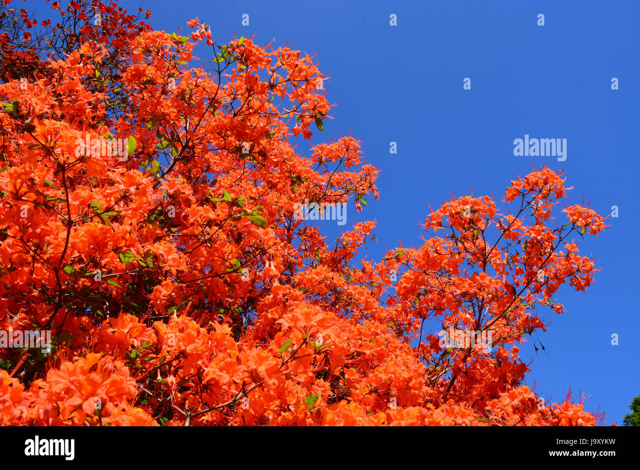 Azalea arancia Foto Stock