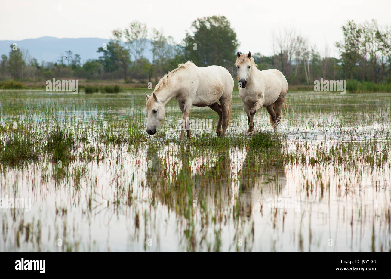 Animale selvaggio, palude, cavallo, cavalli, animale, palude, cavalli, rovina, Foto Stock