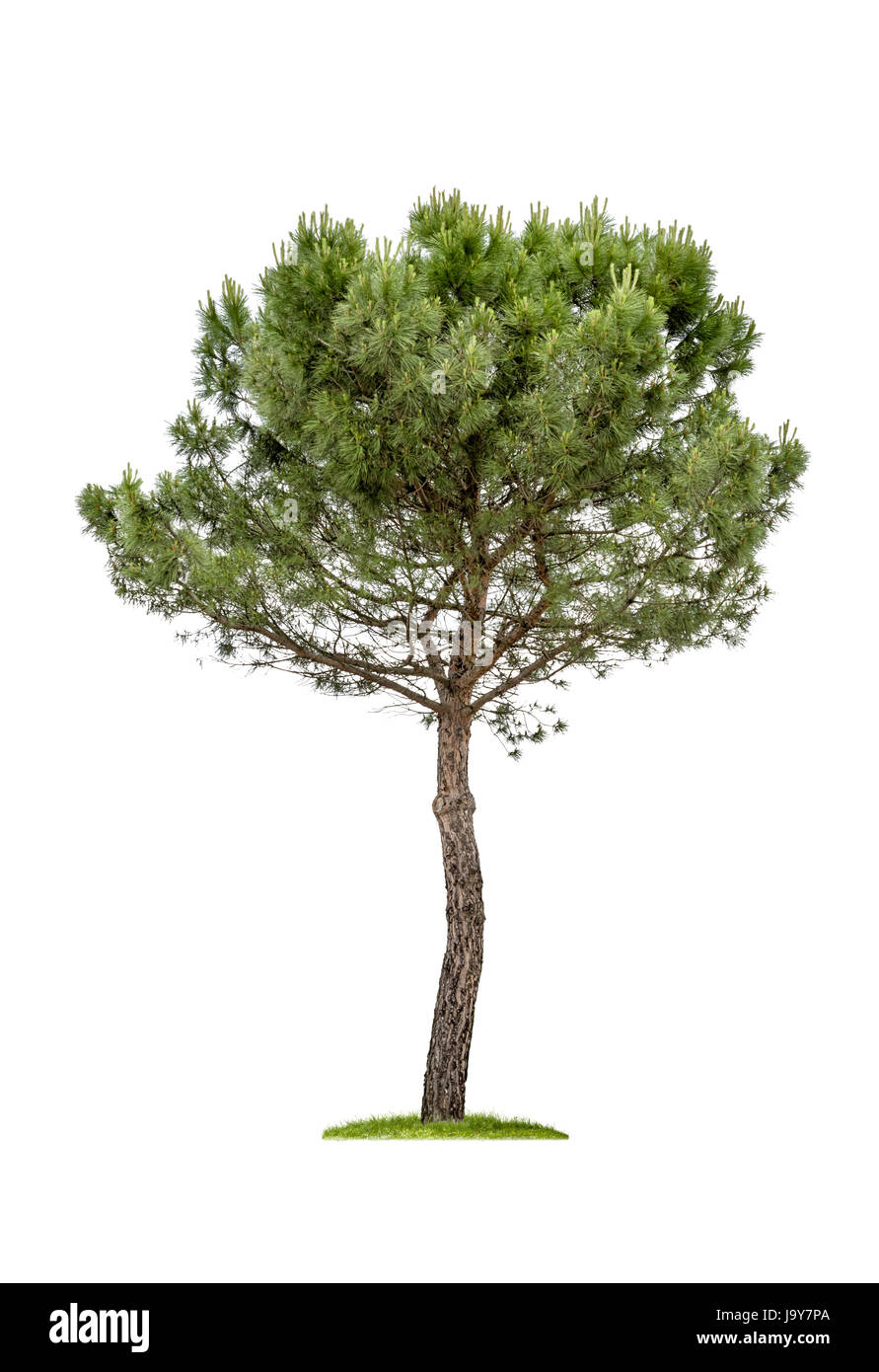 Ambiente, ambiente, isolato, autoportante opzionale, albero, verde, legno, Foto Stock