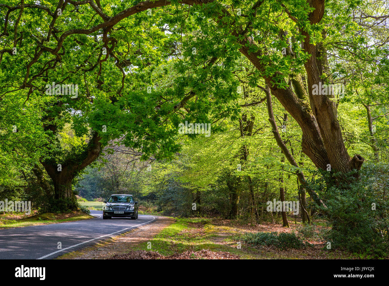 Car guida attraverso il nuovo Parco Nazionale della Foresta di scena di bosco, Hampshire, Inghilterra Foto Stock