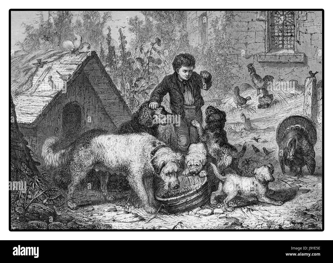 XIX secolo illustrazione, la vita di paese: boy alimentazione cani circondato da animali da fattoria Foto Stock