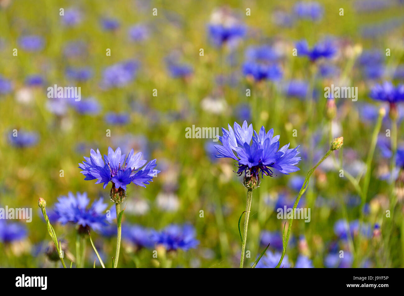 Blu, campo, Fiordaliso, blu, bloom, blossom, fiorire, fiorente, campo Foto Stock