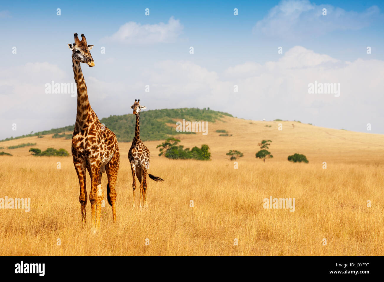 Masai giraffe camminare in erba secca della savana Foto Stock