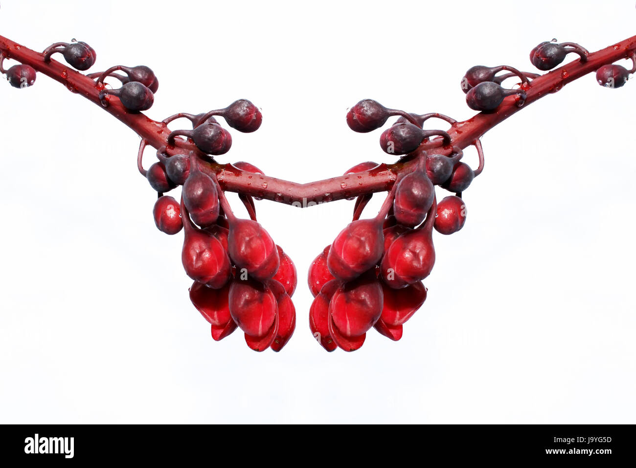 Scopo, macro close-up, macro di ammissione, vista ravvicinata, unica, grande, grande Foto Stock