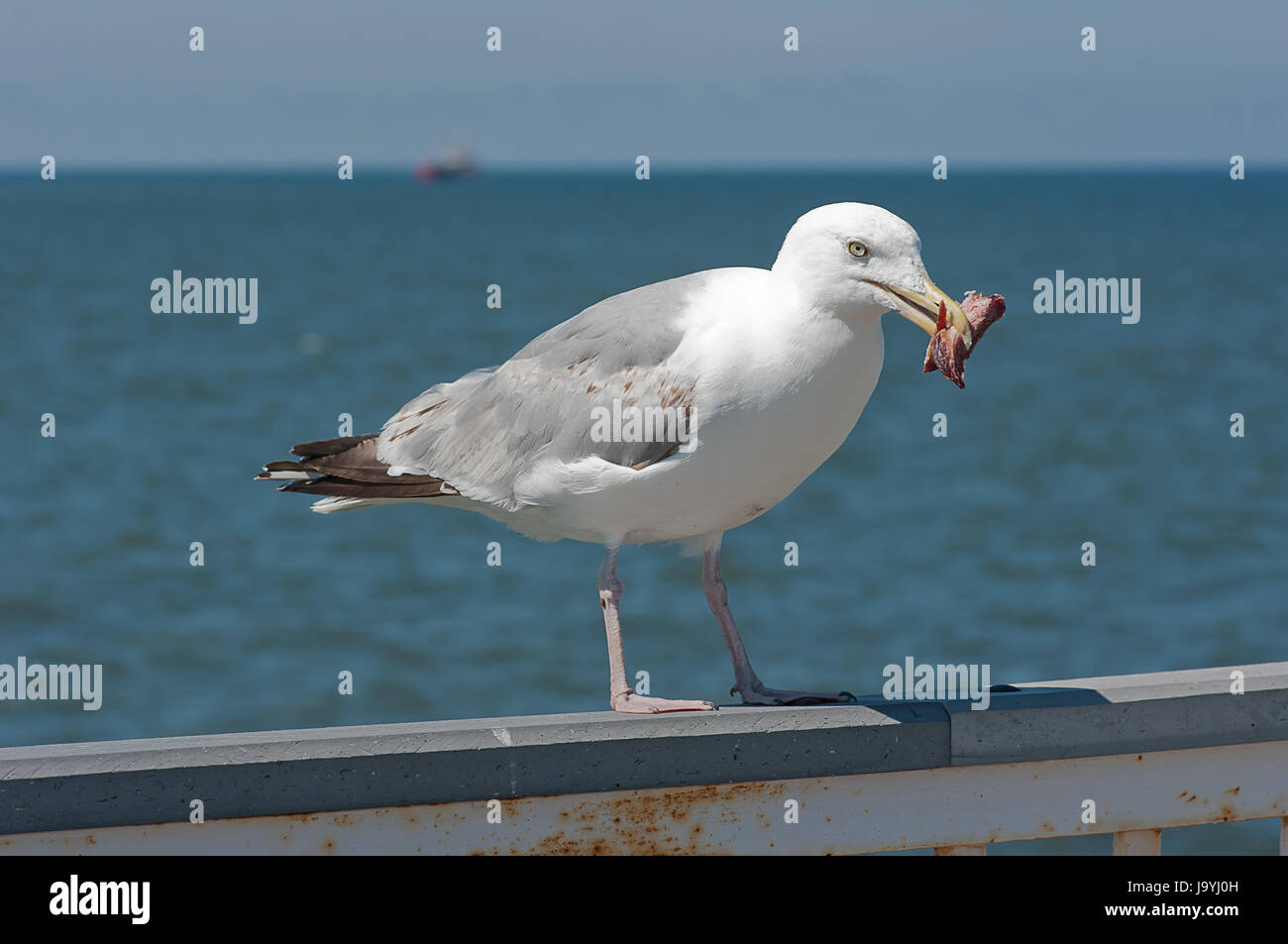 Seagull con un pezzo di carne. Foto Stock