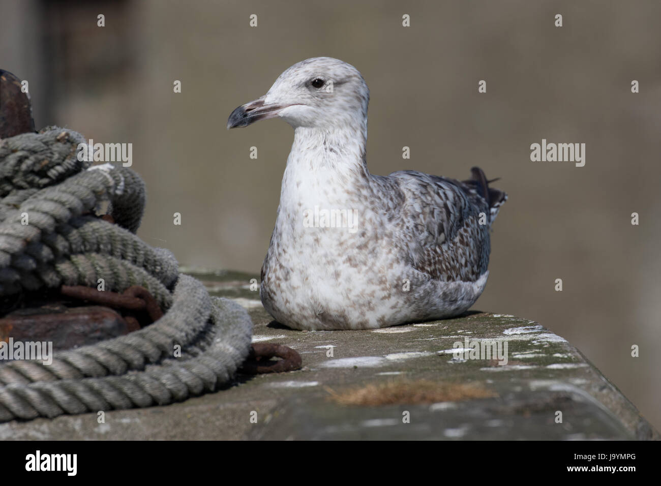 Aringa Gabbiano (bambino) con anello Foto Stock